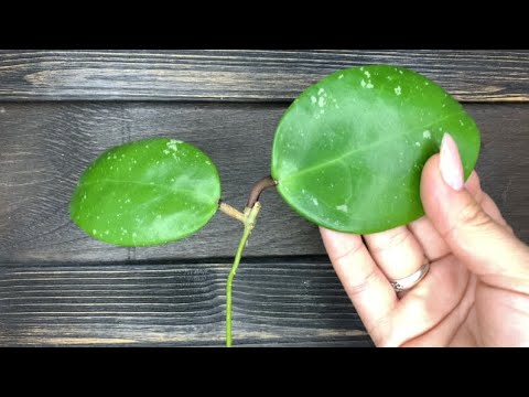 Видео: Хойи. Новинки. Большой заказ. 🪴🌱
