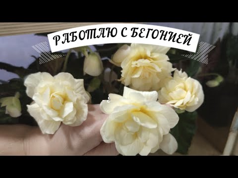 Видео: Подвижка сеянцев бегонии, цветет шардоне, эксперименты с укоренением.