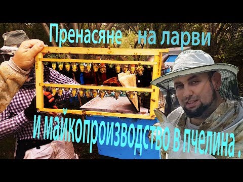 Видео: Пренасяне на ларви и майко-производство в пчелина