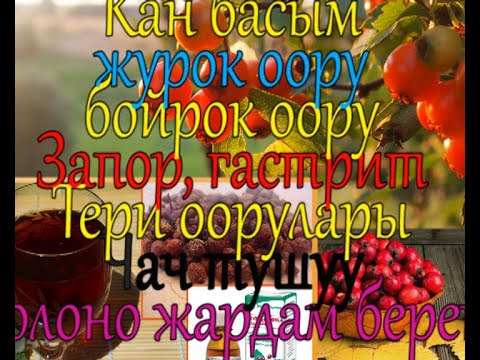 Видео: ДОЛОНО МИН ДАРТКА ШЫПАА ЖЕМИШ