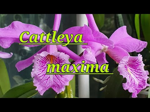 Видео: Cattleya maxima. Описание и уход.