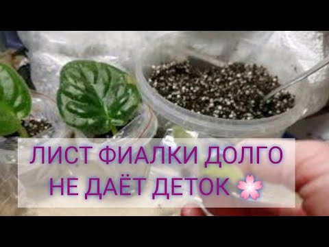 Видео: ЛИСТ ФИАЛКИ ДОЛГО НЕ ДАЁТ ДЕТОК🌸Проверяю есть ли детки у листа🌸