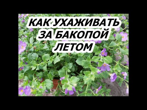 Видео: КАК УХАЖИВАТЬ ЗА БАКОПОЙ ЛЕТОМ?