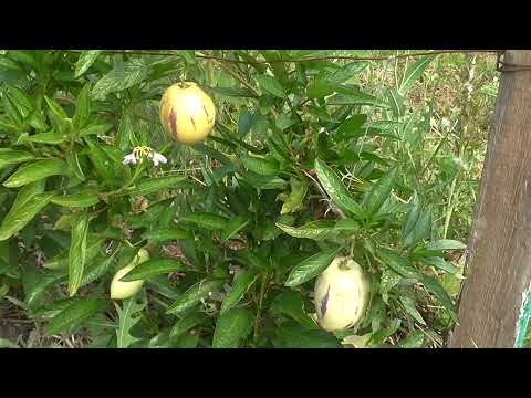 Видео: Пепино или Дынная груша. Наш опыт выращивания.
