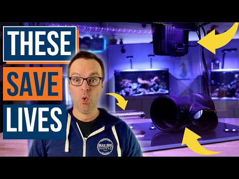 Видео: Карантин для морской рыбы? 7 важных вещей для успешного карантина! — Эпизод: 32a