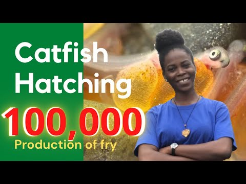 Видео: Как вырастить 100 000 рыбок как настоящий профессионал! [Успешное разведение сомов в Нигерии]
