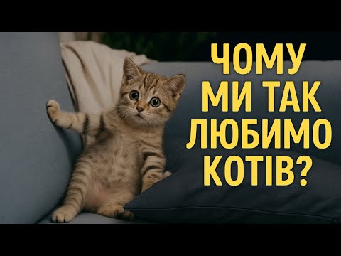 Видео: Чому ми так любимо котів? І чи люблять вони нас у відповідь?