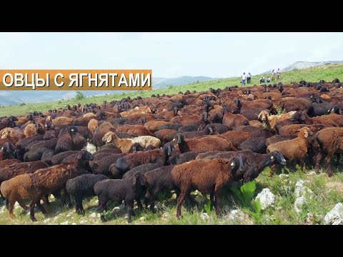 Видео: Суперягнята! Овцы с ягнятами Гиссарской породы в горах Казахстана. Ферма Нурзада