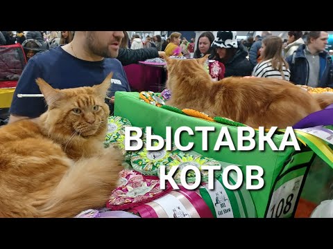 Видео: КИЕВ.ВЫСТАВКА КОТОВ - РЕДКИЕ ПОРОДЫ, ЛЮБУЕМСЯ И МУРЧИМ#cat #cats #выставкакотов#猫#catshow