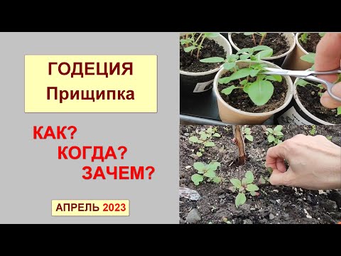 Видео: Годеция. Прищипка. Как, когда и зачем? Апрель 2023