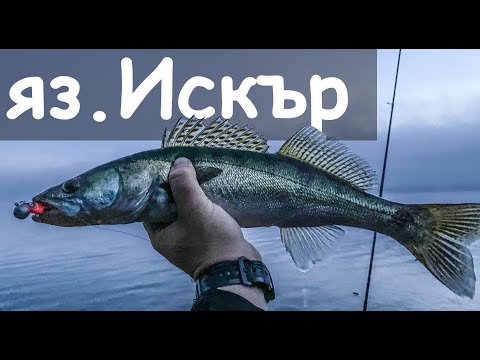 Видео: Риболов на бяла риба и костур на язовир Искър. Първи допирни точки