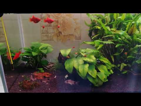 Видео: Аквариум 30 литров | Валлиснерия разрослась | Прополка в аквариуме