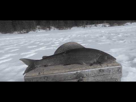 Видео: В поисках хариуса. Архангельская область
