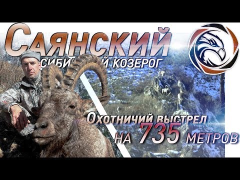 Видео: ТРОФЕЙНАЯ ОХОТА НА САЯНСКОГО КОЗЕРОГА