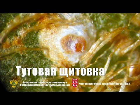 Видео: Тутовая щитовка