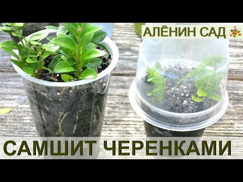 Видео: Как размножать САМШИТ / Размножение самшита черенками