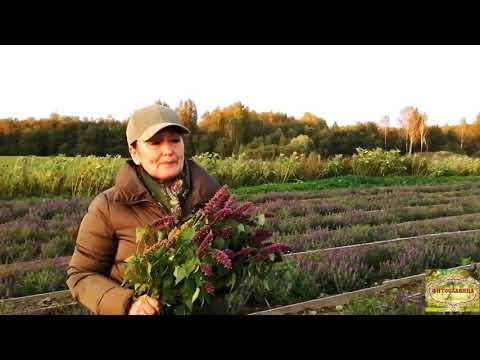 Видео: ЛОФАНТ АНИСОВЫЙ