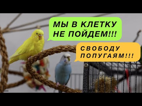 Видео: КАК ЗАМАНИТЬ ПОПУГАЯ ОБРАТНО В КЛЕТКУ ГУМАННО И ДОБРОВОЛЬНО