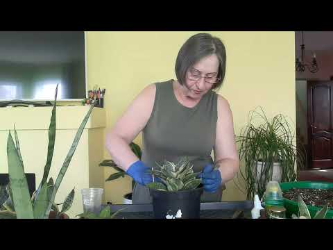 Видео: Поговорим о пересадке и поливе сансевиерий. И как же без комментарий.