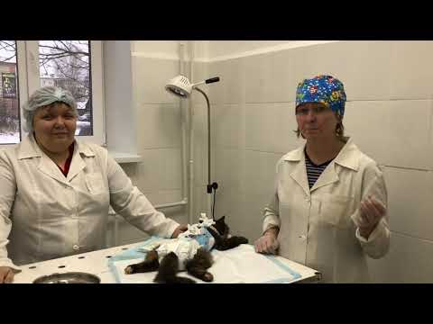 Видео: В гости к ветеринарам 🐐🐈🐇🐂🐕🐖