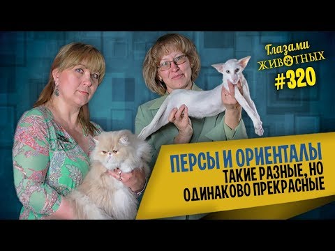 Видео: Глазами животных #320. Персы и ориенталы: такие разные, но одинаково прекрасные