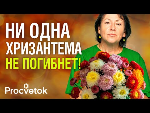 Видео: ВСЕ ХРИЗАНТЕМЫ ПЕРЕЗИМУЮТ БЕЗ ПРОБЛЕМ, если сделаете так!