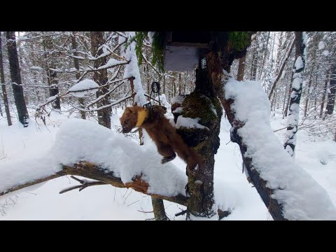 Видео: ОХОТА НА КУНИЦУ/ЧУДЕСА БЫВАЮТ/ПРЕДНОВОГОДНЯЯ ПРОВЕРКА КАПКАНОВ