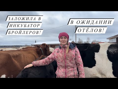 Видео: Наши фермерские будни! Итоги осеменения Крс! Пополнение в птичьем царстве!