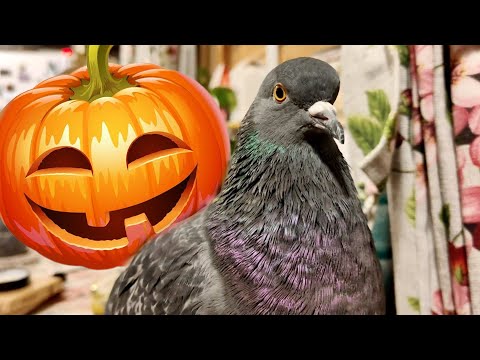 Видео: АНАСТАСИЯ. Мистические беседушки