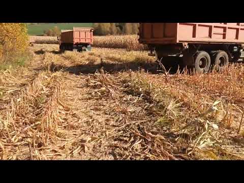 Видео: уборка кукурузы на силос