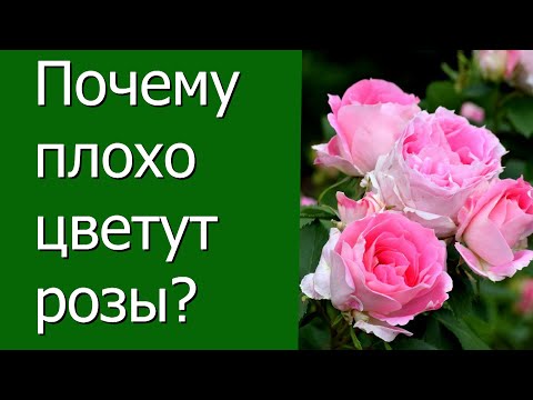 Видео: Почему плохо цветут розы