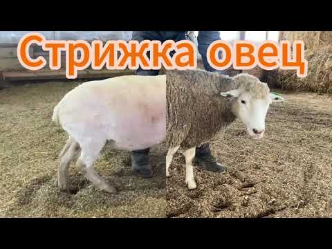 Видео: Стрижка овец. Грязная шерсть