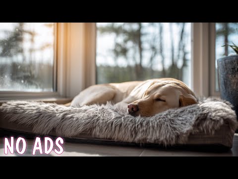 Видео: Музыка для собак, когда они одни 🐶 Расслабляющая музыка для собак