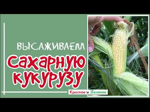 Видео: Посадка сахарной кукурузы. Как высадить рассаду.