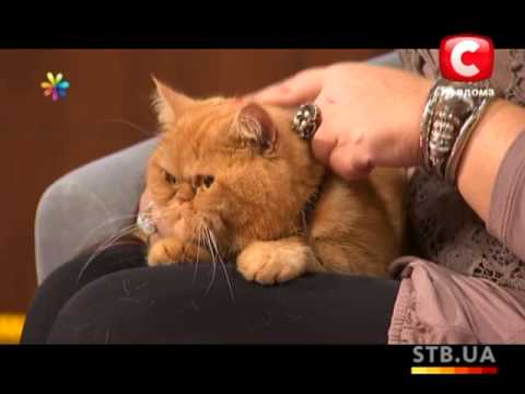 Видео: Животные-экстрасенсы в вашем доме - Все буде добре - Выпуск 82 - 20.11.2012 - Все будет хорошо