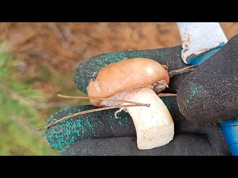 Видео: Маслята Ростовской области