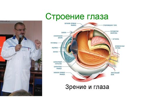 Видео: Строение глаза у человека.