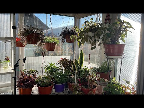 Видео: Что такое СВЕТЁЛКА? Обзор растений в светёлке на 25 октября 2025 г.