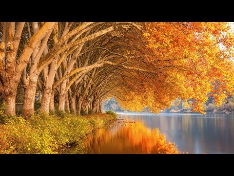 Видео: Музыка лечит сердце и сосуды 🍁 Успокаивающая музыка для снятия стресса