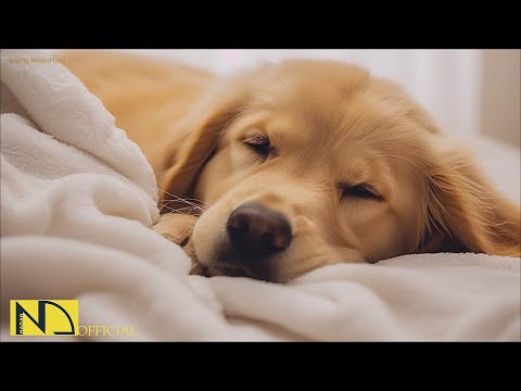 Видео: 20 часов любимой музыки собак🐶💖Музыка для сна собак 🐶🎵 Музыка для снятия беспокойства при разлуке🎵