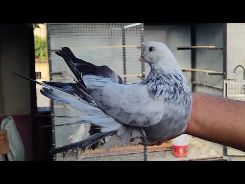 Видео: Бойние голуби. В гостях у Вахо. Част II. Грузия. Тбилиси 
