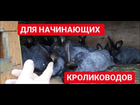 Видео: КРОЛИКИ! С ЧЕГО НАЧАТЬ?