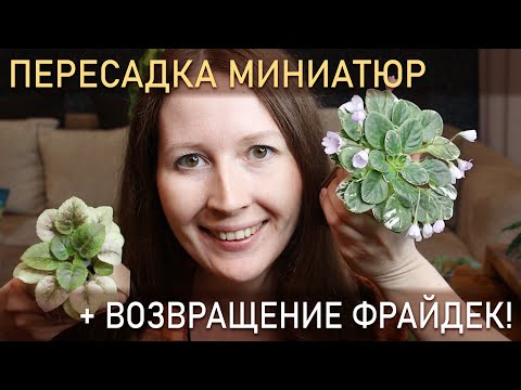 Видео: ПЕРЕСАДКА МИНИАТЮР + возвращение ФРАЙДЕК