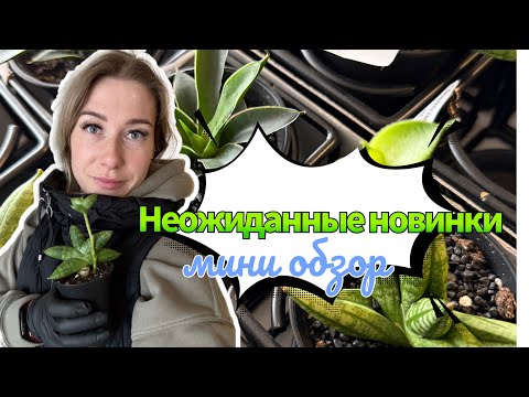Видео: Новинки санс из Голландии - мини обзор #сансы #сансевиерия #sanseveria