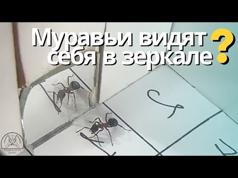 Видео: Муравьи видят себя в зеркале?! | Муравьи и мифы #6