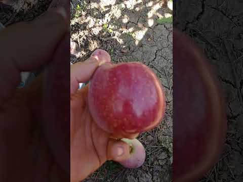 Видео: Яблоня Фуджион (Fujion)