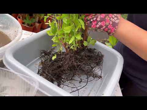 Видео: Размножаем Гуаву карликовую.