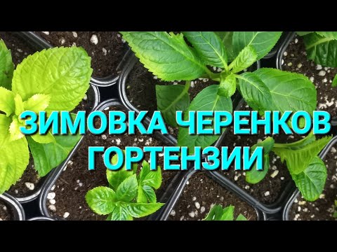 Видео: Как будут зимовать черенки гортензии.