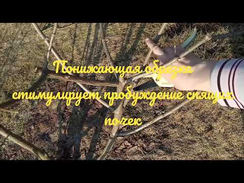 Видео: Омолаживающая обрезка метельчатой гортензии