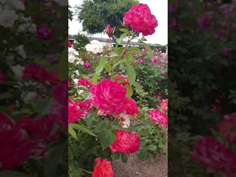 Видео: Розы Kордес июль 2019. часть первая